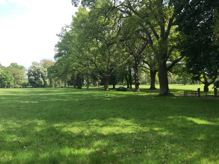 Field and trees in the UK