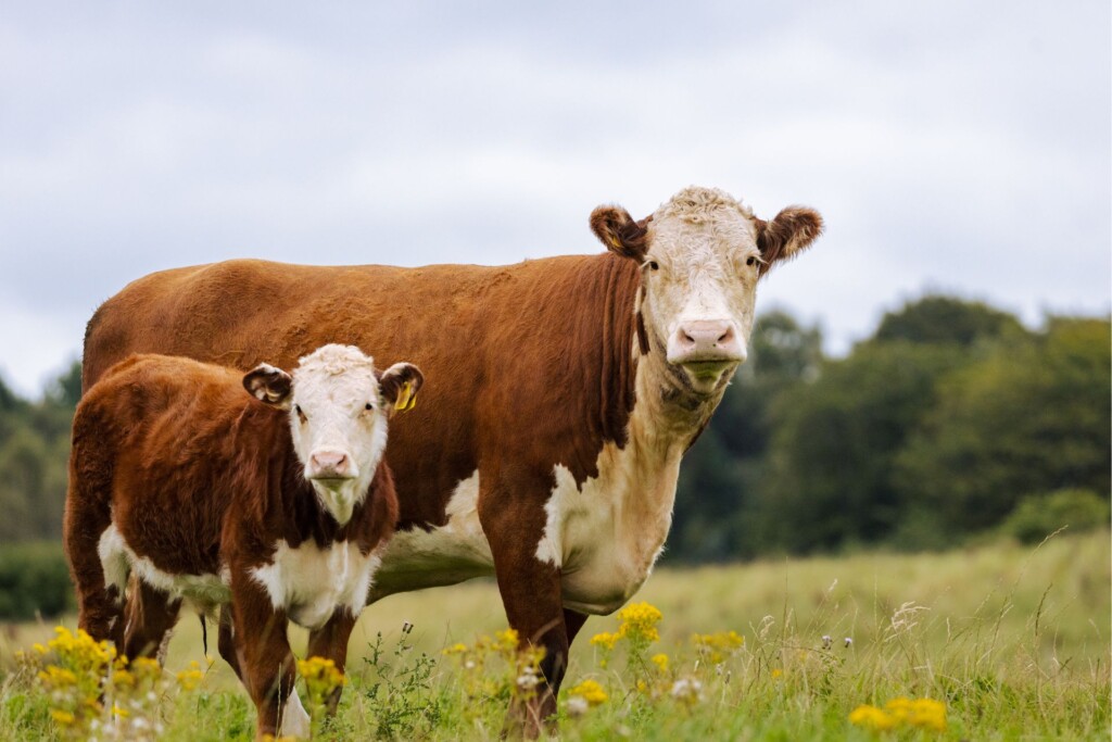 Estate planning top tips for farmers